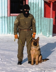 В Сухопутных войсках ВС РК дрессируют служебных собак для инженерно-саперных подразделений